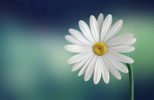 Margarita blanca, aromas de naturaleza